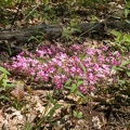 Lakeview Trail